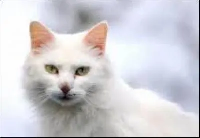 Les chats domestiques peuvent-ils vivre comme les chats sauvages ?