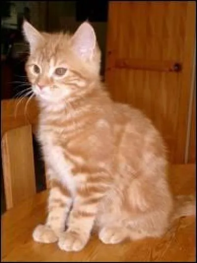 La majorité des chats roux sont...