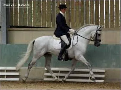 Quelle est la définition du trot ?