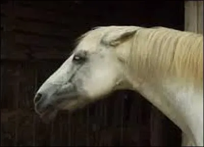 Quand un cheval a les oreilles en arrière, cela signifie :