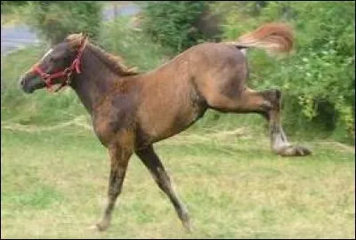 Comment appelle-t-on ce type d'impulsion ?