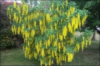 Pouvez-vous me donner le nom de cet arbuste ?