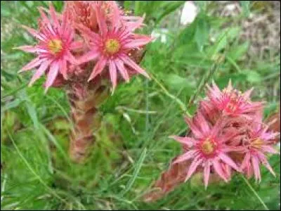 Quel est le nom de cette plante appelée également "Herbe du tonnerre" mais qu'on peut aussi appeler "Artichaut des murailles" ?