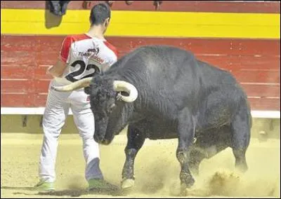 Que voyez-vous dans l'image ?