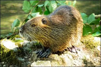 Un jour, Dieu demanda à un castor de ramer. Quel fut le résultat ?