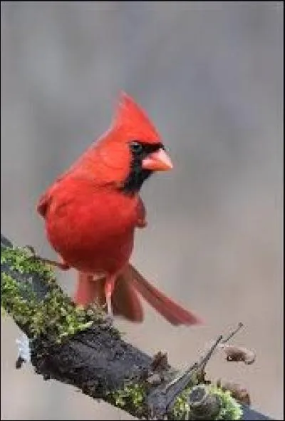 Division administrative au Japon :