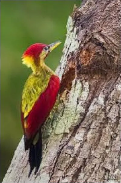 Grand perroquet vert de Nouvelle-Zélande :