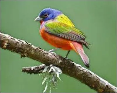 Quatorzième lettre de l'alphabet grec :