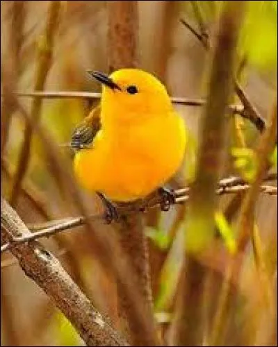 Grade dans les arts martiaux japonais :