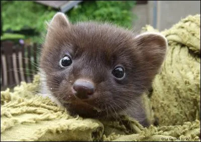 Quel surnom donnait-on à Simone de Beauvoir ?La photo est trompeuse car la question est facile.