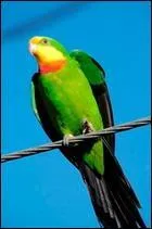 Quelle est cette perruche ?