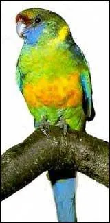 Quelle est cette perruche ?