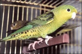 Quelle est cette perruche ?