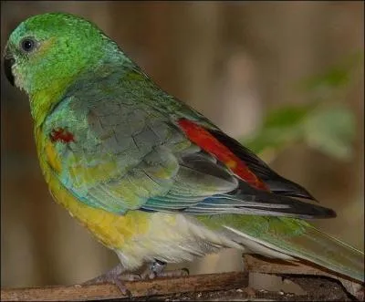 Quelle est cette perruche ?