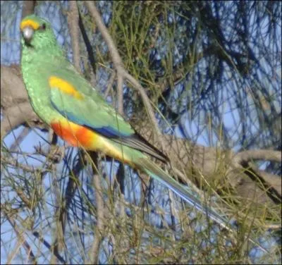 Quelle est cette perruche ?