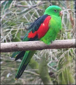 Quelle est cette perruche ?