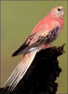 Quelle est cette perruche ?