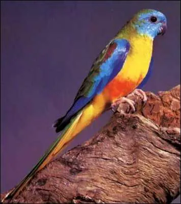 Quelle est cette perruche ?