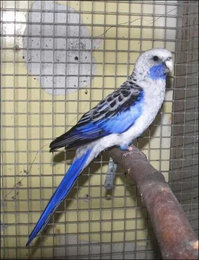 Quelle est cette perruche ?