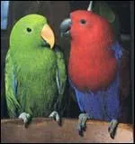 Quelles sont ces perruches ?