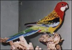 Quelle est cette perruche ?