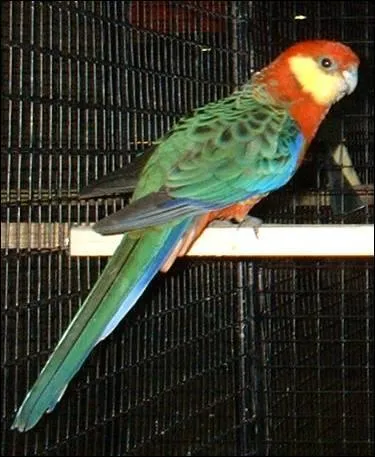 Quelle est cette perruche ?