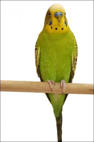 Quelle est cette perruche ?