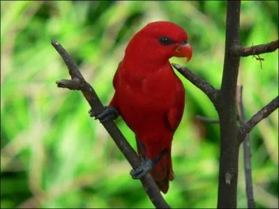 Quel est ce lori ?