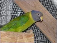 Quelle est cette perruche ?