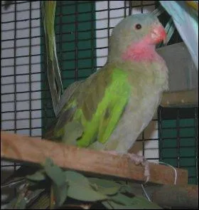 Quelle est cette perruche ?