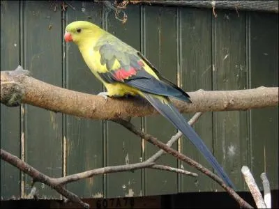 Quelle est cette perruche ?