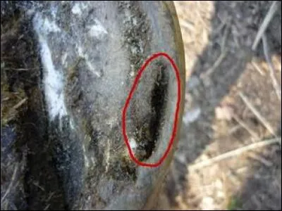 Comment se nomme la poche de sang sous le pied du cheval ?