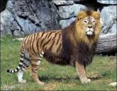 Cet animal mi-tigre, mi-lion existe-t-il vraiment ?