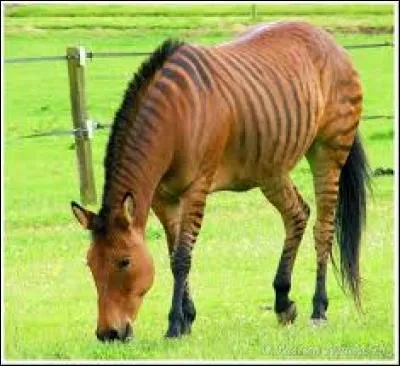Cet animal mi-cheval, mi-zèbre existe-t-il vraiment ?