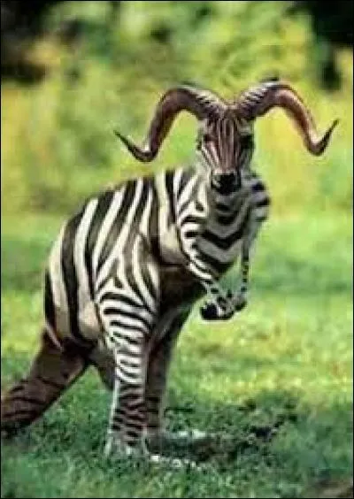 Cet animal zébré, mi-kangourou, mi-bélier existe-t-il vraiment ?