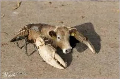 Cet animal mi-crabe, mi-vache existe-t-il vraiment ?