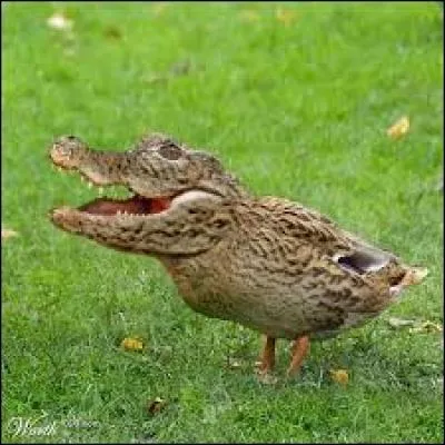 Cet animal mi-canard, mi-crocodile existe-t-il vraiment ?
