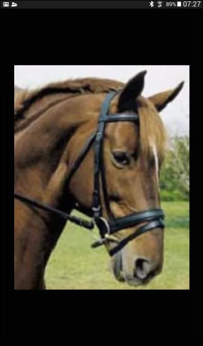 Quelles sont les principales parties du filet ?