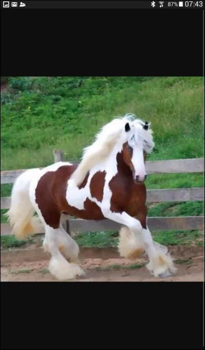 Quelle est la robe de ce cheval ?