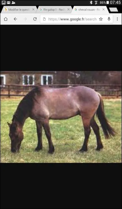 Quelle est la robe de ce cheval ?