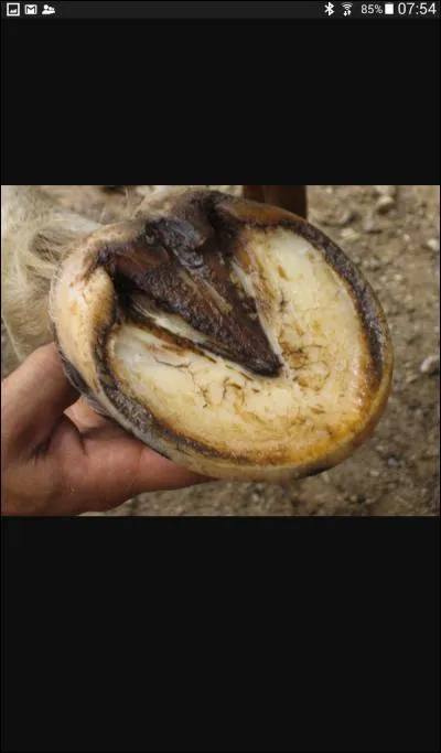 Quand on cure le sabot il ne faut surtout pas oublier de curer la fourchette. Vrai ou faux ?