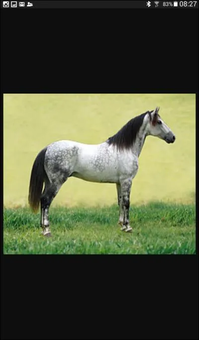 Comment s'appellent les trois parties du corps du cheval ?