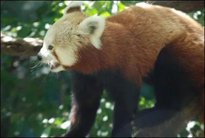 Comment repère-t-on un mâle ?