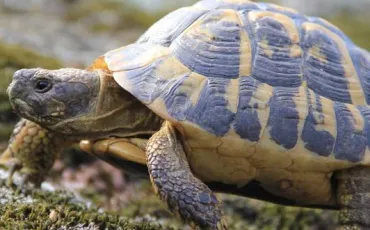 Quiz Tortues