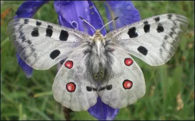 Ce papillon est un "apollon".