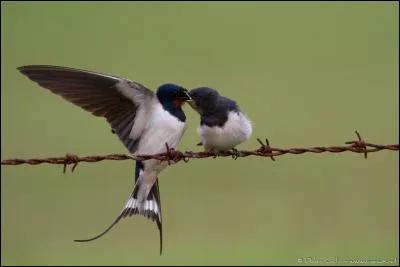 Hirondelle ou "aronde", c'est le même oiseau.