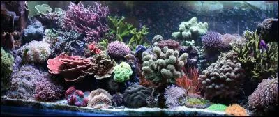 Un "aquariophile" collectionne les aquariums.