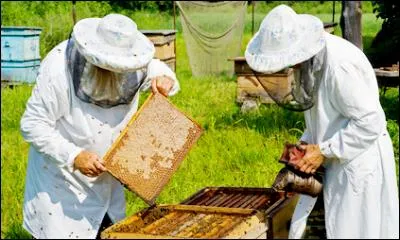 Un apiculteur élève des guêpes pour leur miel.