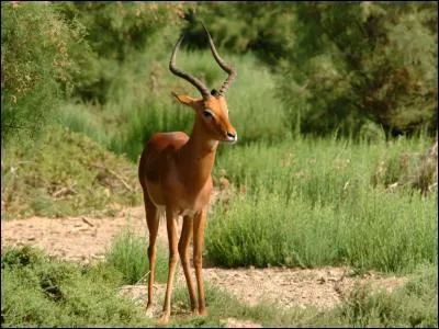 Les "antilopes" font partie de la famille des Équidés.