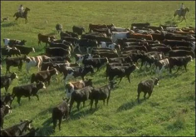 Qui garde les troupeaux de la pampa argentine ?